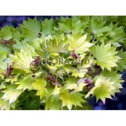 Viftebladet Løn Acer Shirasawanum 'Aureum' Potte 4,0 Liter,- 30-40 Cm. -Plantetorvet p2901 6647 acer shirasawanum aureum 85f0