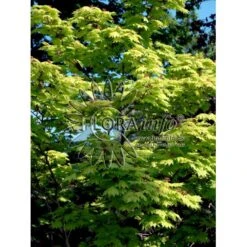 Viftebladet Løn Acer Shirasawanum 'Aureum' Potte 4,0 Liter,- 30-40 Cm. -Plantetorvet p2901 6648 acer shirasawanum aureum ff33