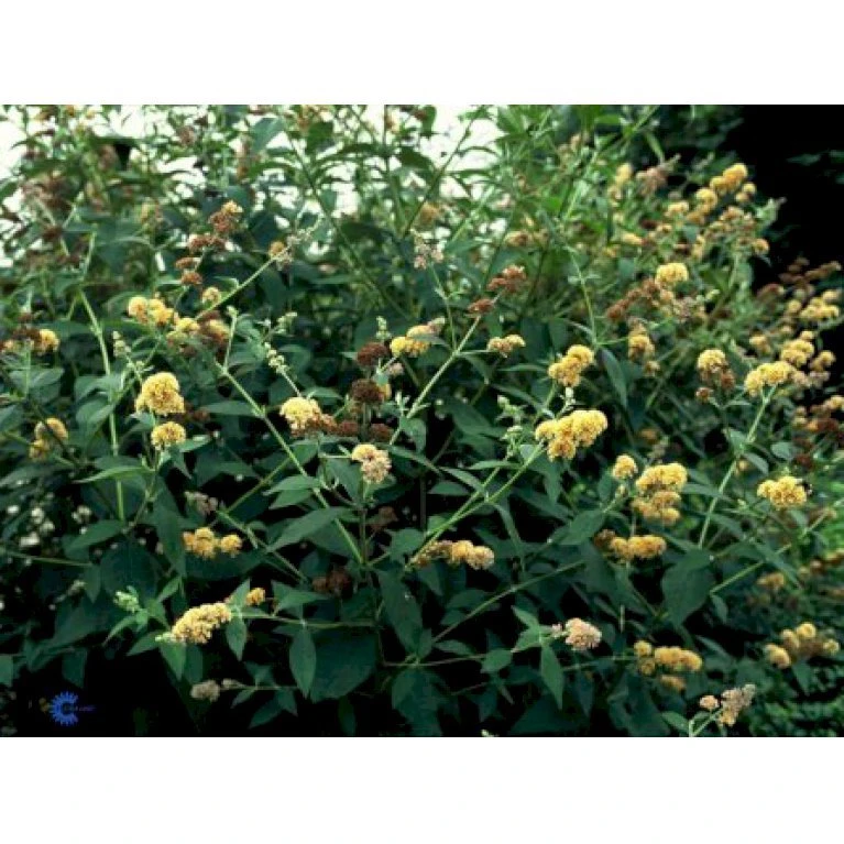 Sommerfuglebusk 'Sungold' Buddleja X Weyeriana 'Sungold' 3,0 liter potte Sommerfuglebusk 'Sungold' Buddleja X Weyeriana 'Sungold' 3,0 Liter Potte -Plantetorvet p2903 2250 buddleia weyeriana sungold 08d2