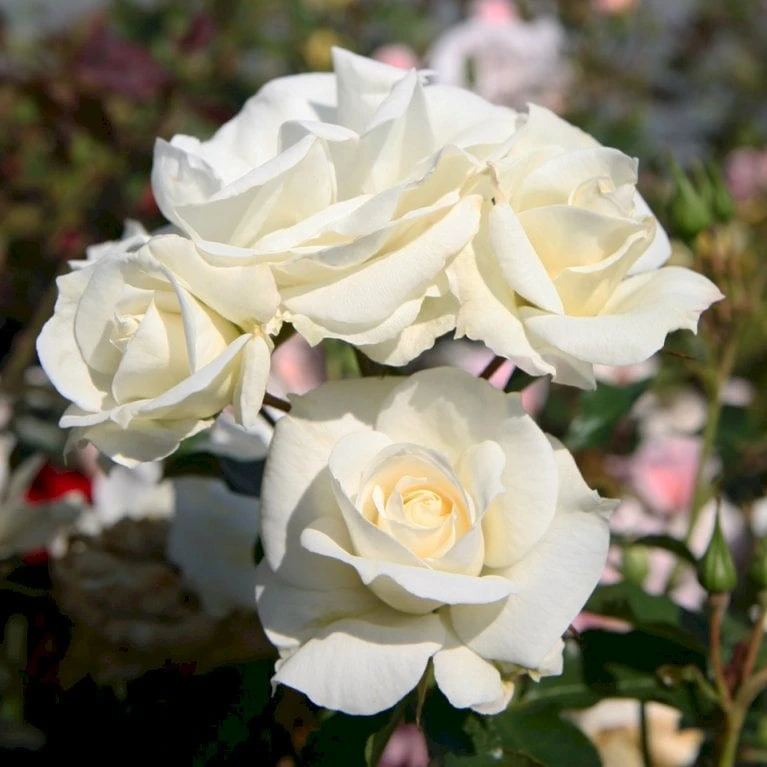 'Gråsten'™ Rosa X 'Gråsten'™ (Slotsrose) A-Kvalitet,- barrods roser min. 3 grene 'Gråsten'™ Rosa X 'Gråsten'™ (Slotsrose) A-Kvalitet,- Barrods Roser Min. 3 Grene -Plantetorvet p290 51796 rosa x graasten slotsrose 842c
