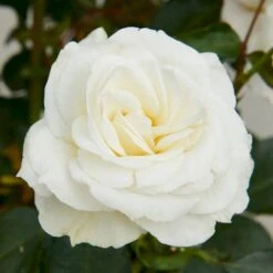 'Gråsten'™ Rosa X 'Gråsten'™ (Slotsrose) A-Kvalitet,- Barrods Roser Min. 3 Grene 4 'Gråsten'™ Rosa X 'Gråsten'™ (Slotsrose) A-Kvalitet,- Barrods Roser Min. 3 Grene -Plantetorvet p290 51797 rosa x graasten slotsrose f853