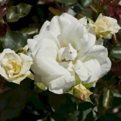 'Gråsten'™ Rosa X 'Gråsten'™ (Slotsrose) A-Kvalitet,- Barrods Roser Min. 3 Grene 5 'Gråsten'™ Rosa X 'Gråsten'™ (Slotsrose) A-Kvalitet,- Barrods Roser Min. 3 Grene -Plantetorvet p290 51798 rosa x graasten slotsrose 906b