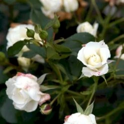 'Gråsten'™ Rosa X 'Gråsten'™ (Slotsrose) A-Kvalitet,- Barrods Roser Min. 3 Grene 6 'Gråsten'™ Rosa X 'Gråsten'™ (Slotsrose) A-Kvalitet,- Barrods Roser Min. 3 Grene -Plantetorvet p290 51799 rosa x graasten slotsrose d784
