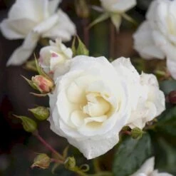 'Gråsten'™ Rosa X 'Gråsten'™ (Slotsrose) A-Kvalitet,- Barrods Roser Min. 3 Grene 8 'Gråsten'™ Rosa X 'Gråsten'™ (Slotsrose) A-Kvalitet,- Barrods Roser Min. 3 Grene -Plantetorvet p290 51801 rosa x graasten slotsrose 9493