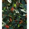 Grå Dværgmispel Cotoneaster Franchetti 5 Liter Potte 1 Grå Dværgmispel Cotoneaster Franchetti 5 Liter Potte -Plantetorvet p2910 37822 cotoneaster franchetti 6c2c