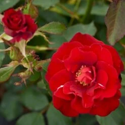 'H.C. Andersen'™ Rosa X 'H.C. Andersen'™ (Buketrose) A-Kvalitet,- Barrods Roser Min. 3 Grene 4 'H.C. Andersen'™ Rosa X 'H.C. Andersen'™ (Buketrose) A-Kvalitet,- Barrods Roser Min. 3 Grene -Plantetorvet p291 51524 rosa x h c andersen buketrose ccfd