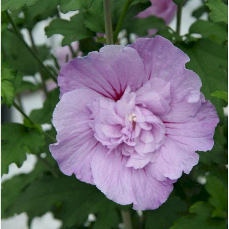 Syrisk Rose 'Lavender Chiffon' (R) Hibiscus Syriacus 'Lavender Chiffon' (r) 5 Liter potte Syrisk Rose 'Lavender Chiffon' (R) Hibiscus Syriacus 'Lavender Chiffon' (r) 5 Liter Potte -Plantetorvet p2922 36148 hibiscus syriacus lavender chiffon r 5615
