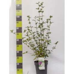 Syrisk Rose 'White Chiffon' (R) Hibiscus Syriacus 'White Chiffon' (r) Potte 6,6 Liter, - 70-80 Cm.