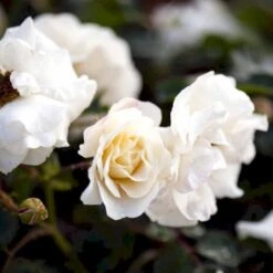 'Hampton™ Palace®' Rosa X 'Hampton™ Palace®' (Palacerose) A-Kvalitet,- Barrods Roser Min. 3 Grene 4 'Hampton™ Palace®' Rosa X 'Hampton™ Palace®' (Palacerose) A-Kvalitet,- Barrods Roser Min. 3 Grene -Plantetorvet p292 51897 rosa x hampton palace palacerose 7daf