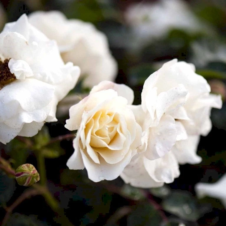 'Hampton™ Palace®' Rosa X 'Hampton™ Palace®' (Palacerose) A-Kvalitet,- barrods roser min. 3 grene 'Hampton™ Palace®' Rosa X 'Hampton™ Palace®' (Palacerose) A-Kvalitet,- Barrods Roser Min. 3 Grene -Plantetorvet p292 51897 rosa x hampton palace palacerose 7daf