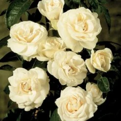 'Hampton™ Palace®' Rosa X 'Hampton™ Palace®' (Palacerose) A-Kvalitet,- Barrods Roser Min. 3 Grene 5 'Hampton™ Palace®' Rosa X 'Hampton™ Palace®' (Palacerose) A-Kvalitet,- Barrods Roser Min. 3 Grene -Plantetorvet p292 51898 rosa x hampton palace palacerose 7611