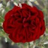'Imperial™ Palace'® Rosa X 'Imperial™ Palace'® (Palacerose) A-Kvalitet,- Barrods Roser Min. 3 Grene 2 'Imperial™ Palace'® Rosa X 'Imperial™ Palace'® (Palacerose) A-Kvalitet,- Barrods Roser Min. 3 Grene -Plantetorvet p293 51900 rosa x imperial palace palacerose dd45