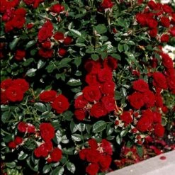 'Imperial™ Palace'® Rosa X 'Imperial™ Palace'® (Palacerose) A-Kvalitet,- Barrods Roser Min. 3 Grene -Plantetorvet p293 51904 rosa x imperial palace palacerose 5002