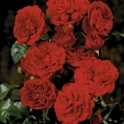 'Imperial™ Palace'® Rosa X 'Imperial™ Palace'® (Palacerose) A-Kvalitet,- Barrods Roser Min. 3 Grene -Plantetorvet p293 51905 rosa x imperial palace palacerose c255