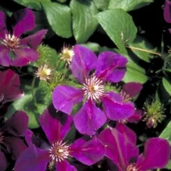 Klematis 'Gipsy Queen' Clematis Hybrid 'Gipsy Queen' Potte 2,0 Liter,- Opbundet 60-100 Cm -Plantetorvet p2962 48574 clematis hybrid gipsy queen 163f