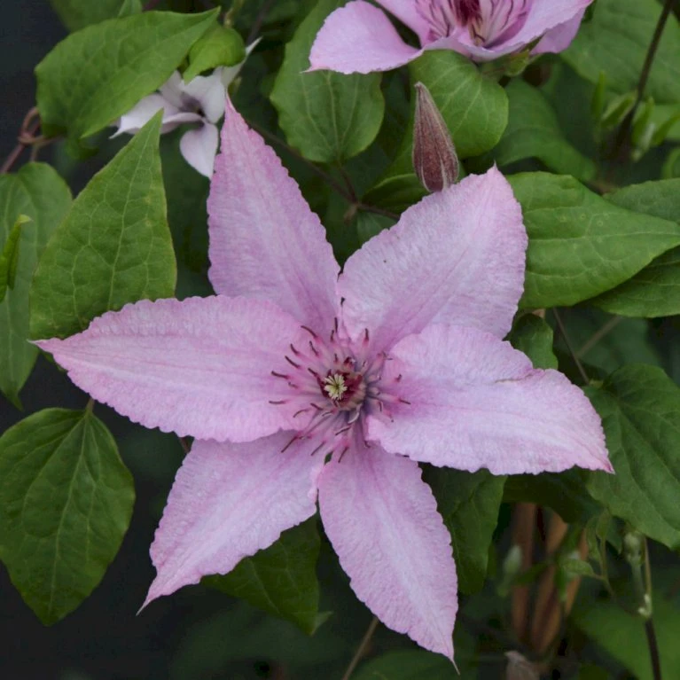 Klematis 'Hagley Hybrid' Clematis Hybrid 'Hagley Hybrid' Potte 2,0 liter,- Opbundet Klematis 'Hagley Hybrid' Clematis Hybrid 'Hagley Hybrid' Potte 2,0 Liter,- Opbundet -Plantetorvet p2963 27695 clematis hybrid hagley hybrid b238