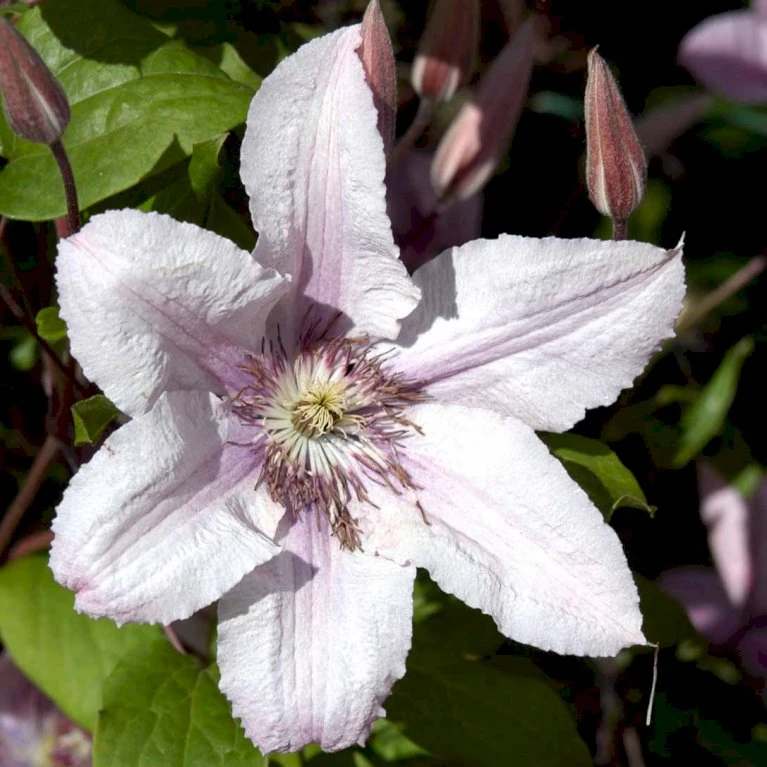 Klematis 'Hagley Hybrid' Clematis Hybrid 'Hagley Hybrid' Potte 2,0 liter,- Opbundet Klematis 'Hagley Hybrid' Clematis Hybrid 'Hagley Hybrid' Potte 2,0 Liter,- Opbundet -Plantetorvet p2963 48576 clematis hybrid hagley hybrid 35a4