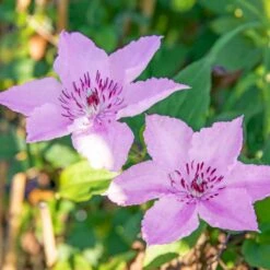 Klematis 'Hagley Hybrid' Clematis Hybrid 'Hagley Hybrid' Potte 2,0 Liter,- Opbundet 5 Klematis 'Hagley Hybrid' Clematis Hybrid 'Hagley Hybrid' Potte 2,0 Liter,- Opbundet -Plantetorvet p2963 50567 clematis hybrid hagley hybrid e433