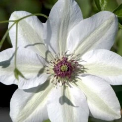 Klematis 'Miss Bateman' Clematis Hybrid 'Miss Bateman' Potte 2,0 Liter,- Opbundet -Plantetorvet p2964 48587 clematis hybrid miss bateman f5e0