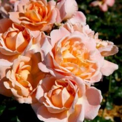 'Kalmar'™ Rosa X 'Kalmar'™ (Slotsrose) A-Kvalitet,- Barrods Roser Min. 3 Grene