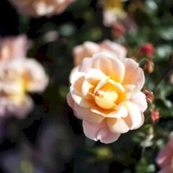 'Kalmar'™ Rosa X 'Kalmar'™ (Slotsrose) A-Kvalitet,- Barrods Roser Min. 3 Grene -Plantetorvet p296 51808 rosa x kalmar slotsrose c908