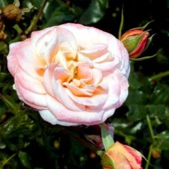 'Kalmar'™ Rosa X 'Kalmar'™ (Slotsrose) A-Kvalitet,- Barrods Roser Min. 3 Grene -Plantetorvet p296 51809 rosa x kalmar slotsrose ca66