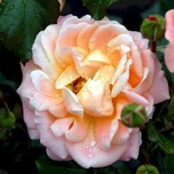 'Kalmar'™ Rosa X 'Kalmar'™ (Slotsrose) A-Kvalitet,- Barrods Roser Min. 3 Grene -Plantetorvet p296 51810 rosa x kalmar slotsrose 049d