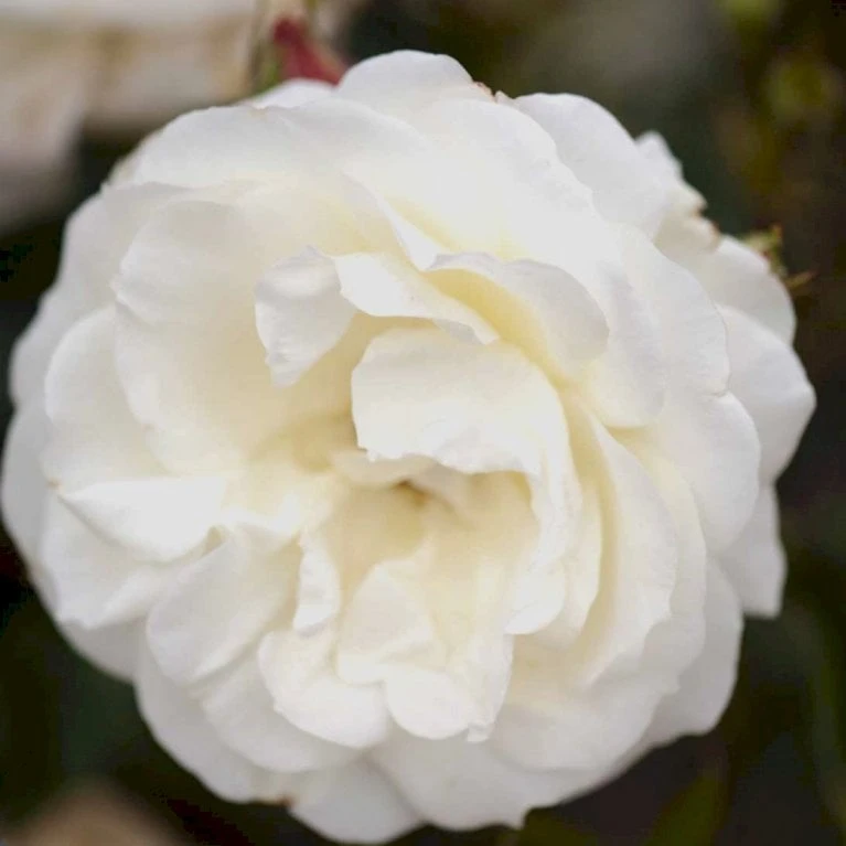 'La Paloma 85'® Rosa X 'La Paloma 85'® (Buketrose) A-Kvalitet,- barrods roser min. 3 grene 'La Paloma 85'® Rosa X 'La Paloma 85'® (Buketrose) A-Kvalitet,- Barrods Roser Min. 3 Grene -Plantetorvet p298 51587 rosa x la paloma 85 buketrose 570a