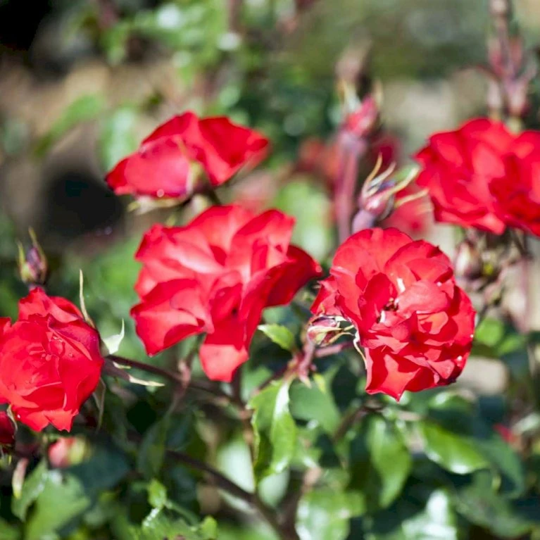 'La Sevillana' Rosa X 'La Sevillana' (Buketrose) A-Kvalitet,- barrods roser min. 3 grene 'La Sevillana' Rosa X 'La Sevillana' (Buketrose) A-Kvalitet,- Barrods Roser Min. 3 Grene -Plantetorvet p299 51593 rosa x la sevillana buketrose 63b9