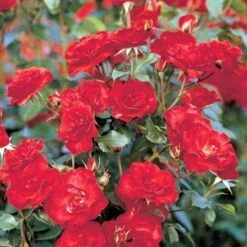 'La Sevillana' Rosa X 'La Sevillana' (Buketrose) A-Kvalitet,- Barrods Roser Min. 3 Grene 4 'La Sevillana' Rosa X 'La Sevillana' (Buketrose) A-Kvalitet,- Barrods Roser Min. 3 Grene -Plantetorvet p299 51594 rosa x la sevillana buketrose b1bc