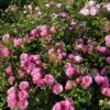 'Leonardo Da Vinci'® Rosa X 'Leonardo Da Vinci'® (Buketrose) A-Kvalitet,- Barrods Roser Min. 3 Grene -Plantetorvet p301 51596 rosa x leonardo da vinci buketrose 8b19