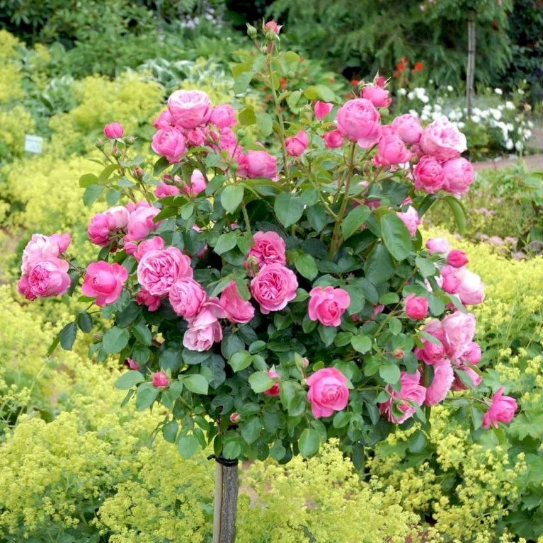 'Leonardo Da Vinci'® Rosa X 'Leonardo Da Vinci'® (Buketrose) A-Kvalitet,- barrods roser min. 3 grene 'Leonardo Da Vinci'® Rosa X 'Leonardo Da Vinci'® (Buketrose) A-Kvalitet,- Barrods Roser Min. 3 Grene -Plantetorvet p301 51597 rosa x leonardo da vinci buketrose 3a0c