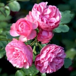 'Leonardo Da Vinci'® Rosa X 'Leonardo Da Vinci'® (Buketrose) A-Kvalitet,- Barrods Roser Min. 3 Grene 6 'Leonardo Da Vinci'® Rosa X 'Leonardo Da Vinci'® (Buketrose) A-Kvalitet,- Barrods Roser Min. 3 Grene -Plantetorvet p301 51599 rosa x leonardo da vinci buketrose 8ce6