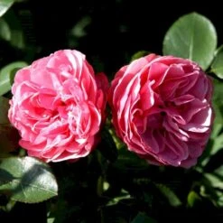 'Leonardo Da Vinci'® Rosa X 'Leonardo Da Vinci'® (Buketrose) A-Kvalitet,- Barrods Roser Min. 3 Grene 7 'Leonardo Da Vinci'® Rosa X 'Leonardo Da Vinci'® (Buketrose) A-Kvalitet,- Barrods Roser Min. 3 Grene -Plantetorvet p301 51600 rosa x leonardo da vinci buketrose d21d