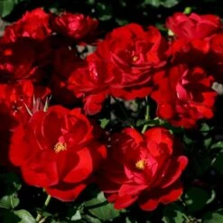 'Lilli Marleen'® Rosa X 'Lilli Marleen'® (Buketrose) A-Kvalitet,- Barrods Roser Min. 3 Grene -Plantetorvet p302 53604 rosa x lilli marleen buketrose f57d