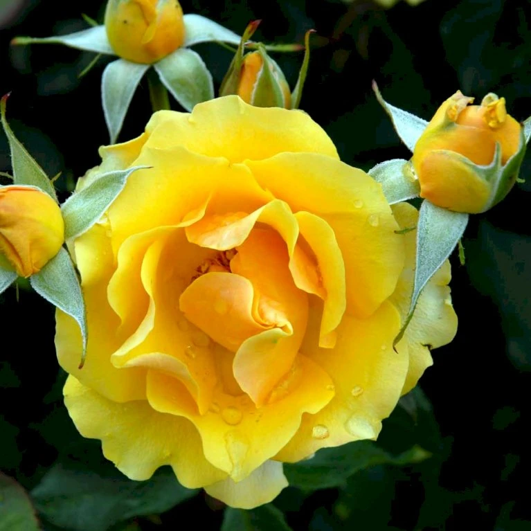 'Marselisborg'™ Rosa X 'Marselisborg'™ (Slotsrose) A-Kvalitet,- barrods roser min. 3 grene 'Marselisborg'™ Rosa X 'Marselisborg'™ (Slotsrose) A-Kvalitet,- Barrods Roser Min. 3 Grene -Plantetorvet p304 51831 rosa x marselisborg slotsrose 9f0b