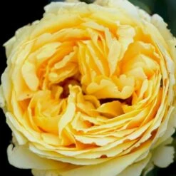 'Marselisborg'™ Rosa X 'Marselisborg'™ (Slotsrose) A-Kvalitet,- Barrods Roser Min. 3 Grene 4 'Marselisborg'™ Rosa X 'Marselisborg'™ (Slotsrose) A-Kvalitet,- Barrods Roser Min. 3 Grene -Plantetorvet p304 51832 rosa x marselisborg slotsrose 38e5