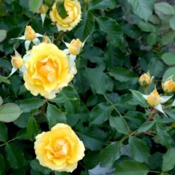 'Marselisborg'™ Rosa X 'Marselisborg'™ (Slotsrose) A-Kvalitet,- Barrods Roser Min. 3 Grene 5 'Marselisborg'™ Rosa X 'Marselisborg'™ (Slotsrose) A-Kvalitet,- Barrods Roser Min. 3 Grene -Plantetorvet p304 51833 rosa x marselisborg slotsrose 067d