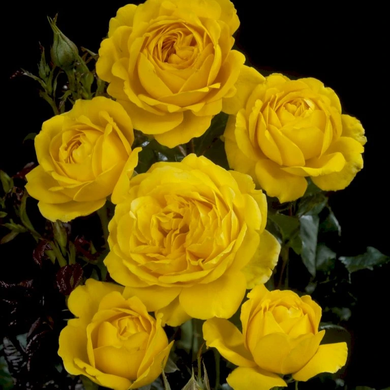 'Marselisborg'™ Rosa X 'Marselisborg'™ (Slotsrose) A-Kvalitet,- barrods roser min. 3 grene 'Marselisborg'™ Rosa X 'Marselisborg'™ (Slotsrose) A-Kvalitet,- Barrods Roser Min. 3 Grene -Plantetorvet p304 51834 rosa x marselisborg slotsrose 92fc