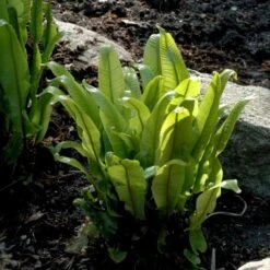 Hjortetunge Asplenium Scolopendrium 1 Liter Potte