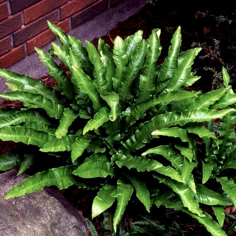 Hjortetunge Asplenium Scolopendrium 1 liter potte Hjortetunge Asplenium Scolopendrium 1 Liter Potte -Plantetorvet p3068 50923 asplenium scolopendrium 34e5