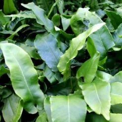 Hjortetunge Asplenium Scolopendrium 1 Liter Potte 5 Hjortetunge Asplenium Scolopendrium 1 Liter Potte -Plantetorvet p3068 50924 asplenium scolopendrium 2ad9