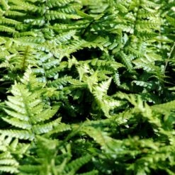 Guldskælbregne Dryopteris Affinis 1 Liter Potte