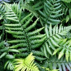 Guldskælbregne Dryopteris Affinis 1 Liter Potte 4 Guldskælbregne Dryopteris Affinis 1 Liter Potte -Plantetorvet p3072 50938 dryopteris affinis 0c3b