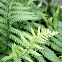 Guldskælbregne Dryopteris Affinis 1 Liter Potte 5 Guldskælbregne Dryopteris Affinis 1 Liter Potte -Plantetorvet p3072 50939 dryopteris affinis 7311