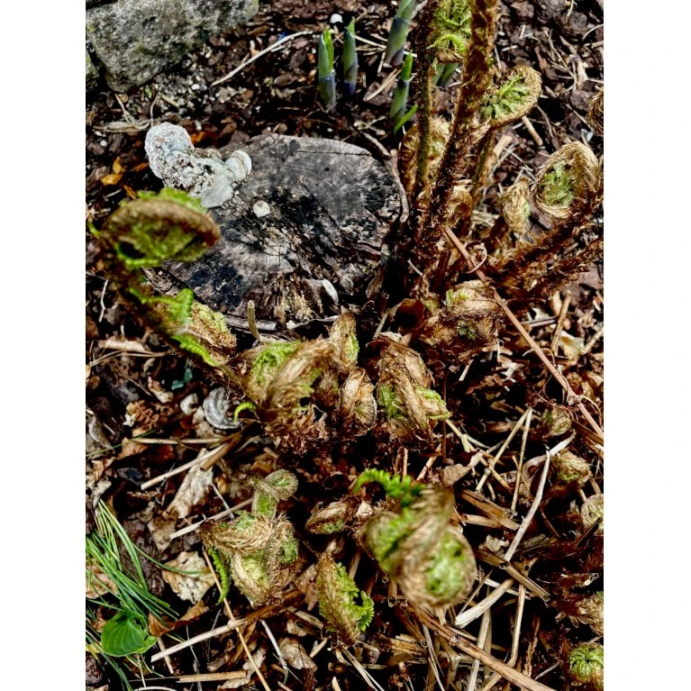 Sortskælbregne Dryopteris Wallichiana 1 liter potte Sortskælbregne Dryopteris Wallichiana 1 Liter Potte -Plantetorvet p3077 39576 dryopteris wallichiana c185