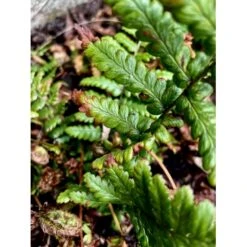 Sortskælbregne Dryopteris Wallichiana 1 Liter Potte 4 Sortskælbregne Dryopteris Wallichiana 1 Liter Potte -Plantetorvet p3077 39578 dryopteris wallichiana 64bf