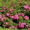 'Heidetraum' Rosa X 'Heidetraum' (Bunddækkerose) A-Kvalitet,- Barrods Roser Min. 3 Grene -Plantetorvet p3086 51527 rosa x heidetraum bunddaekkerose d5c8