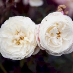 'Artemis'® Rosa X 'Artemis'® (Storblomstrende) A-Kvalitet,- Barrods Roser Min. 3 Grene -Plantetorvet p30886 52307 rosa x artemis storblomstrende e0c8