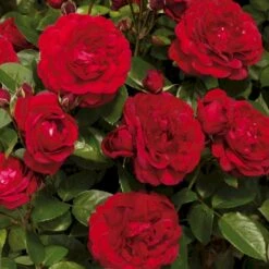'Capricia™ Renaissance'® Rosa X 'Capricia™ Renaissance'® (Renaissancerose) A-Kvalitet,- Barrods Roser Min. 3 Grene -Plantetorvet p30909 52127 rosa x capricia renaissance renaissancerose 1d50